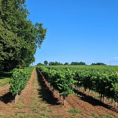De Charme Pres De Cognac Avec Velos Et Jardin - Fr-1-653-205 *