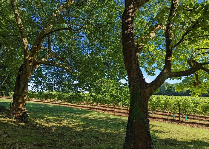 De Charme Pres De Cognac Avec Velos Et Jardin - Fr-1-653-205 Feriehus